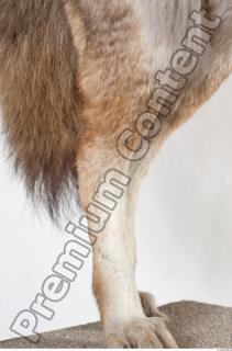 Wolf leg photo reference 0009